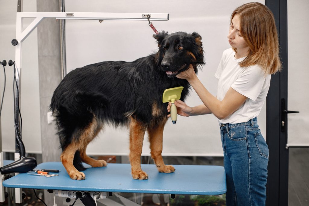 At Grateful Paws dog grooming, we know life can get busy—between work, errands, and everything in between, it can be hard to find time to take your pup to the groomer. That’s why we’re thrilled to bring our mobile dog grooming services right to your doorstep (or workplace) in Augusta, Georgia! Big black dog getting groomed at the groomer salon. Young groomer in white t-shirt combing a dog. German Shephard is tied on a blue table.